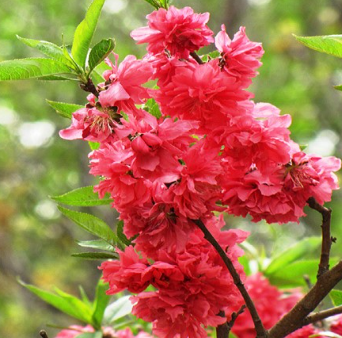 수양홍도화 능수홍도화의 차이 생김세 묘목 열매