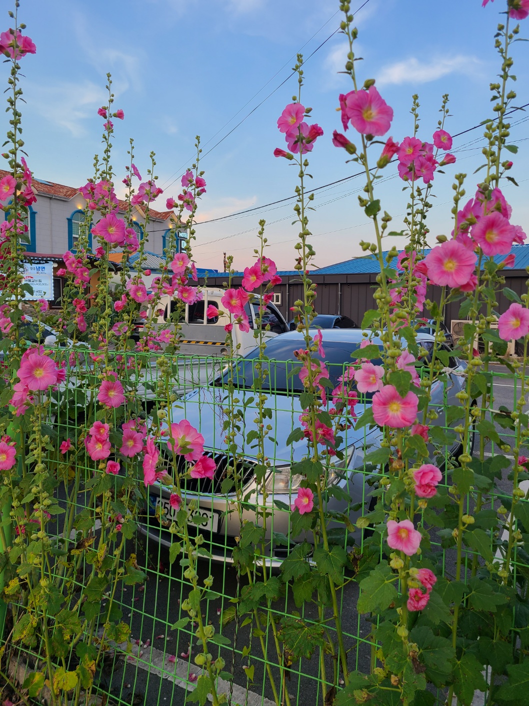 창원 북면 나팔꽃