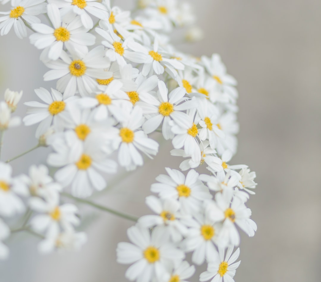 Bloom.