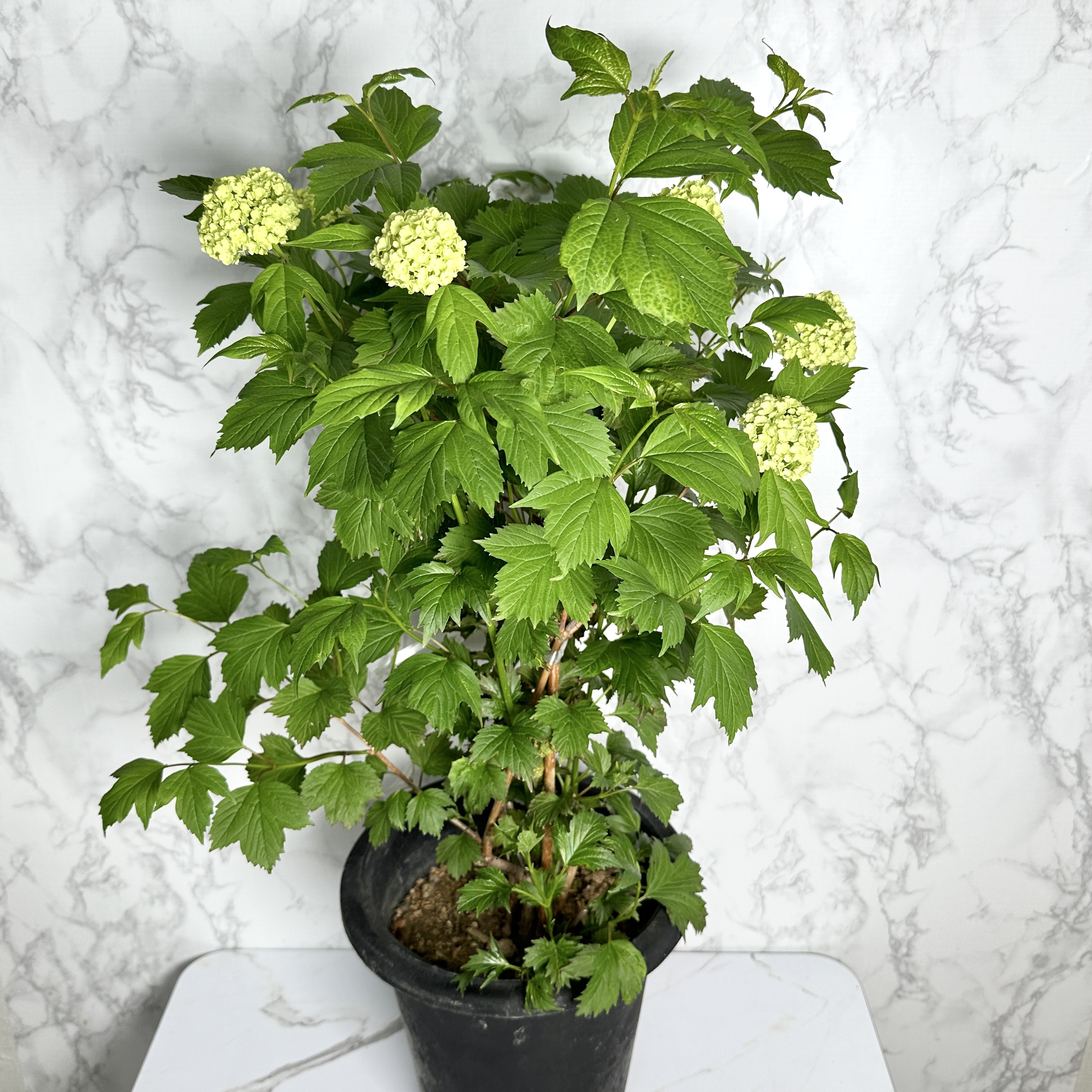 불두화 키우기 수국 꽃 목수국