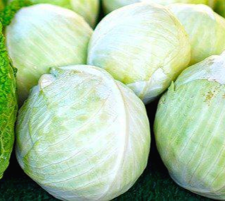 양배추 양배추 효능 세척법 보관법 요리