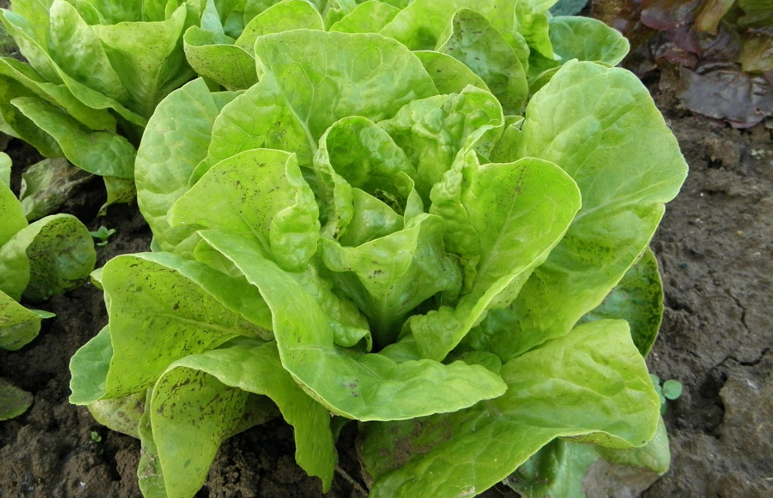 상추가 대장암 원인? STEC 감염 10배 폭증한 이유