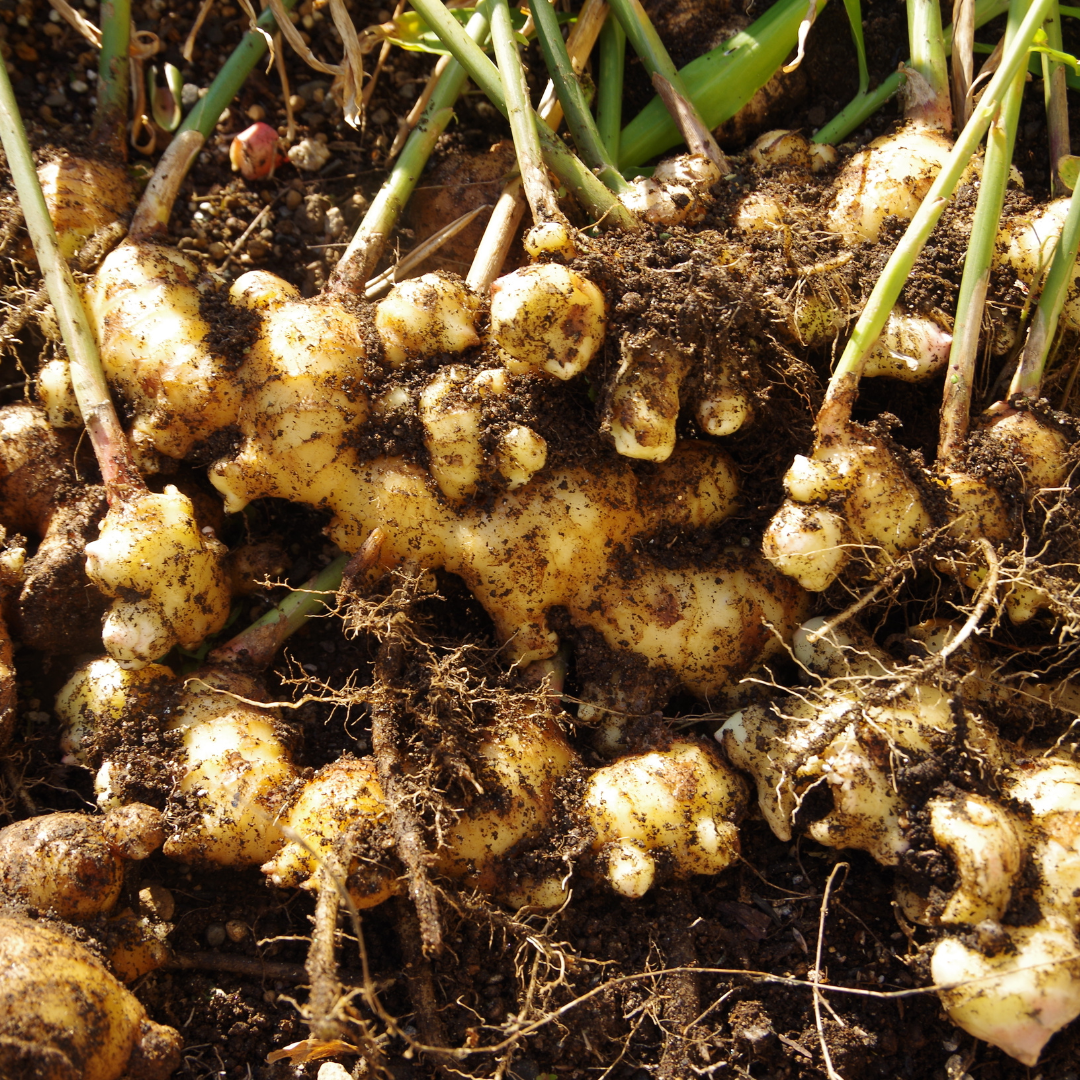 생강 효능과 부작용 보관방법 임산부 복용 주의사항
