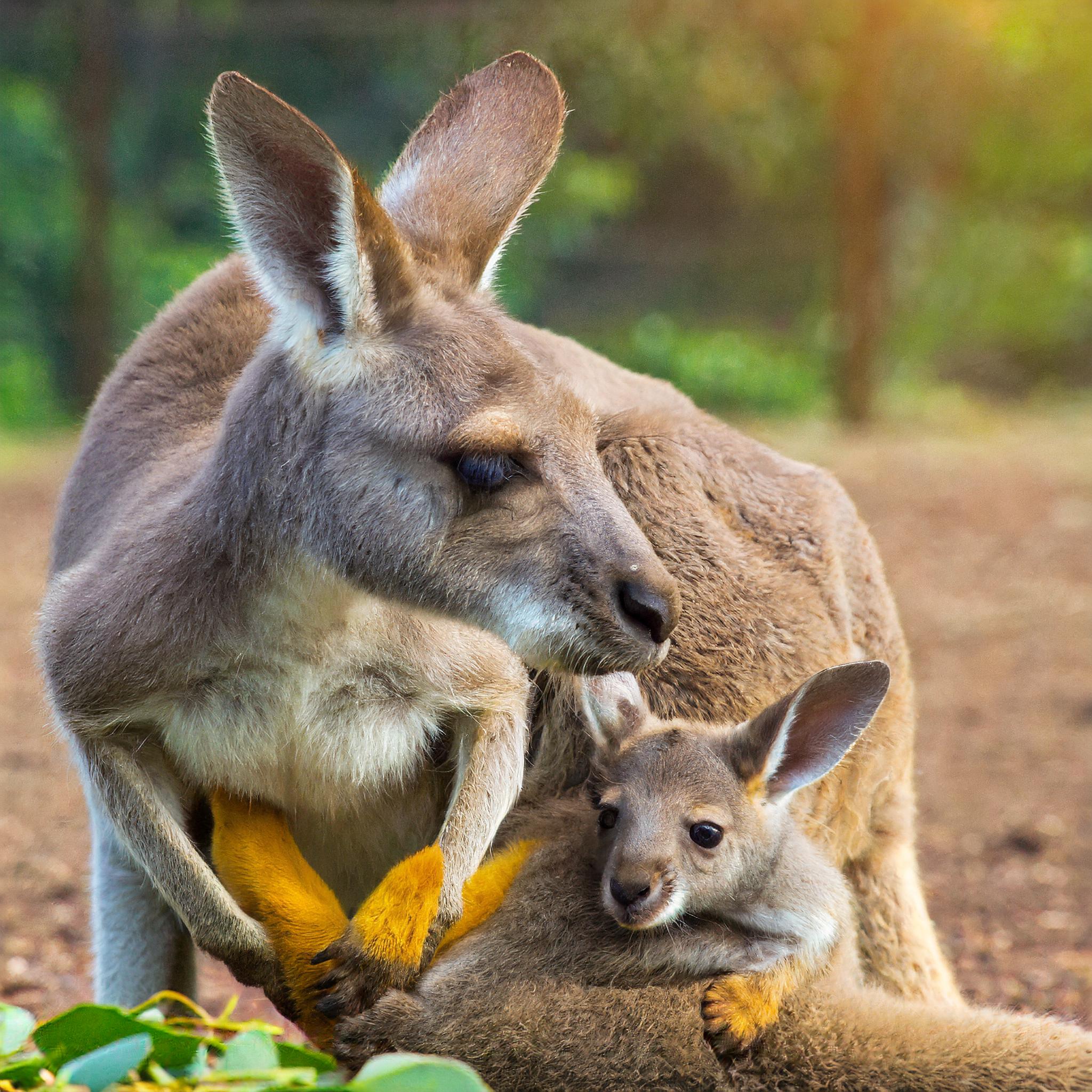캥거루 족 - 자녀의 독립은 언제 가능할까?