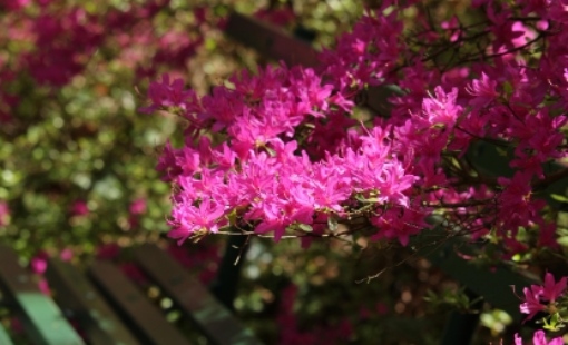 2025 군포 철쭉축제 교통 안내