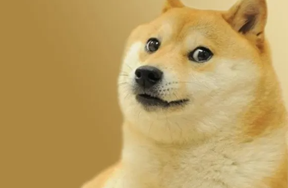 시바견