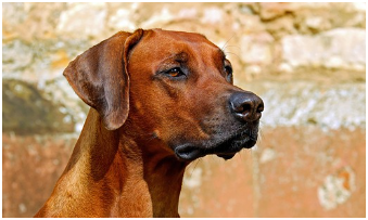 동물등록번호 확인