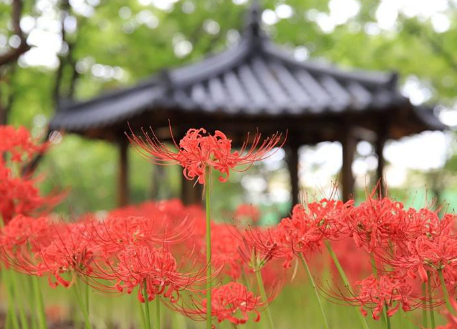 커플 감성 여행: 꽃무릇, 대구 그린웨이, 사진명소