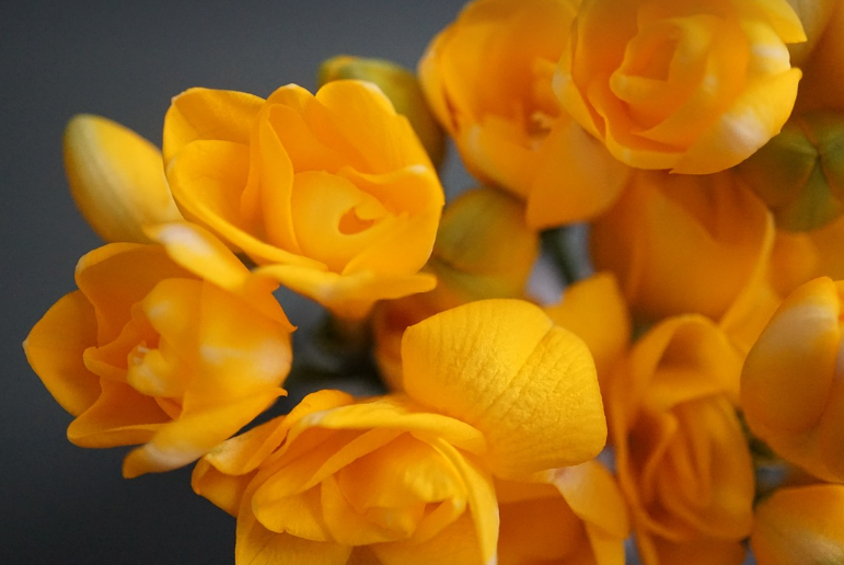 제주 서귀포시 마르노블랑 봄에 꽃향기 축제