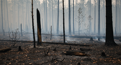 산불 및 야외 화재