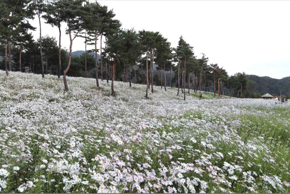 자라섬 꽃 페스타