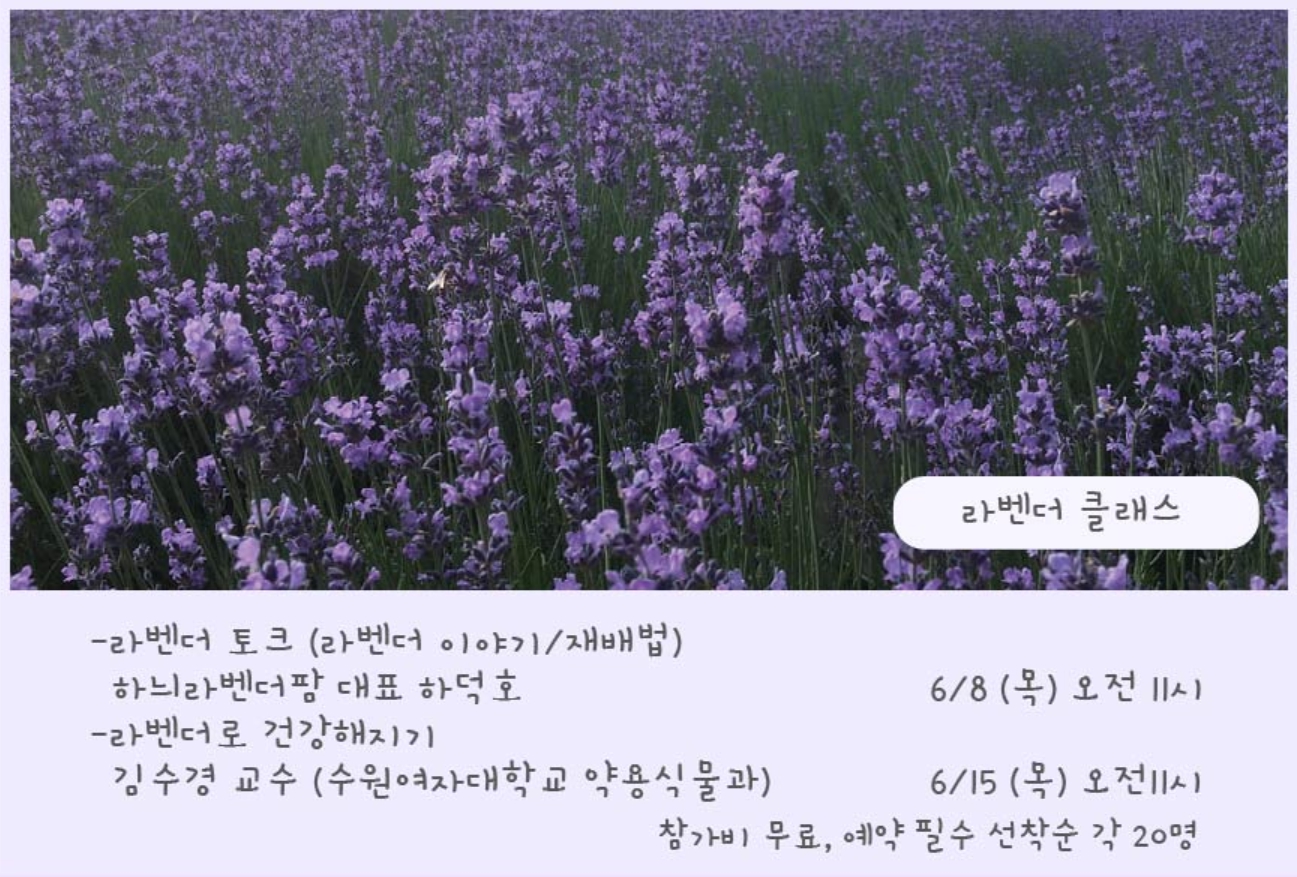 하늬팜 라벤더축제 개화상황