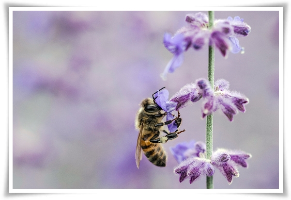 &quot;라벤더&quot; 향긋한 보랏빛 유혹, 자연이 선물하는 힐링과 영감의 향기!