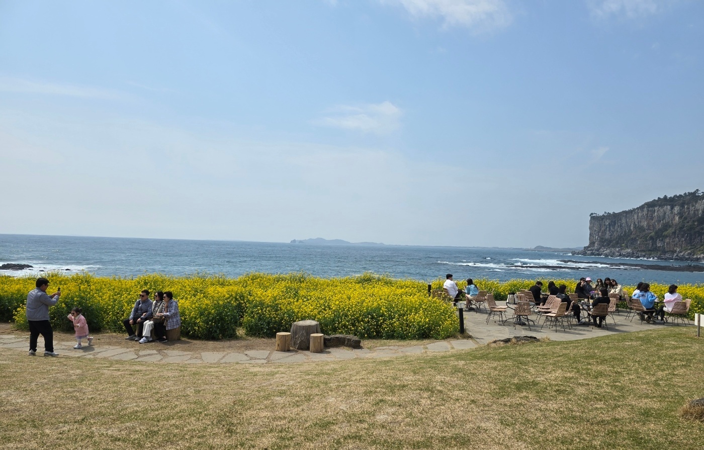 카페 루시아에서 바라본 유채꽃 이미지