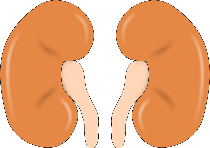 소변에서피가나오는이유사진