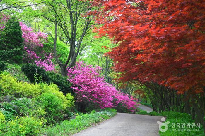 도보길 옆으로 푸르른 나무와 빨갛게 물든 단풍나무 철쭉꽃이 펼쳐져 있다.