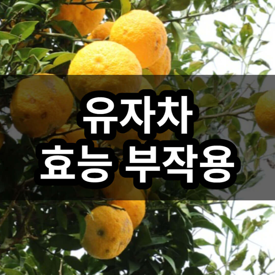 유자차 효능 부작용
