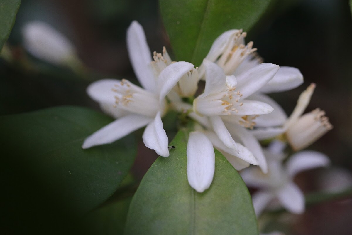 브룬펠시아 자스민