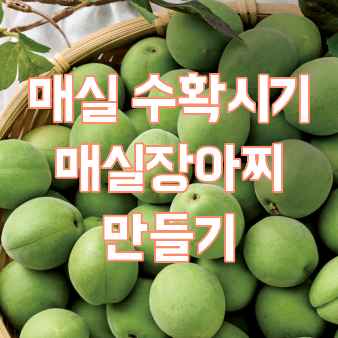 매실 수확시기