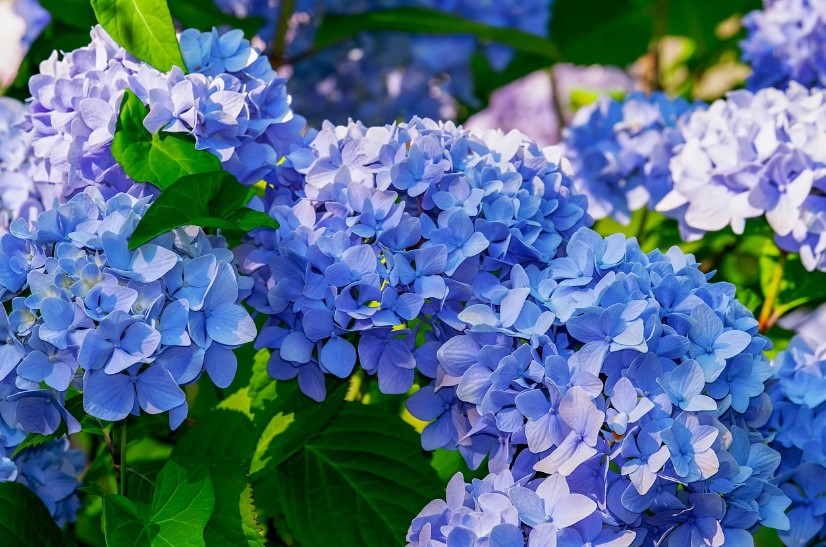 팜카밀레수국축제