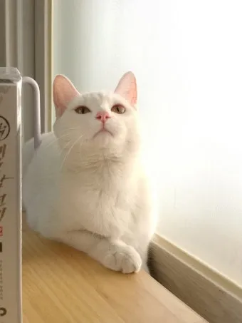작은고양이 쪼꼬미 냥이 매력 탐구 귀여움 분석_5