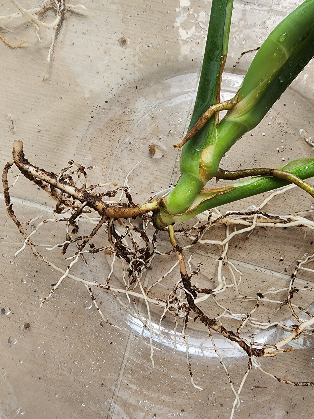 몬스테라의 뿌리