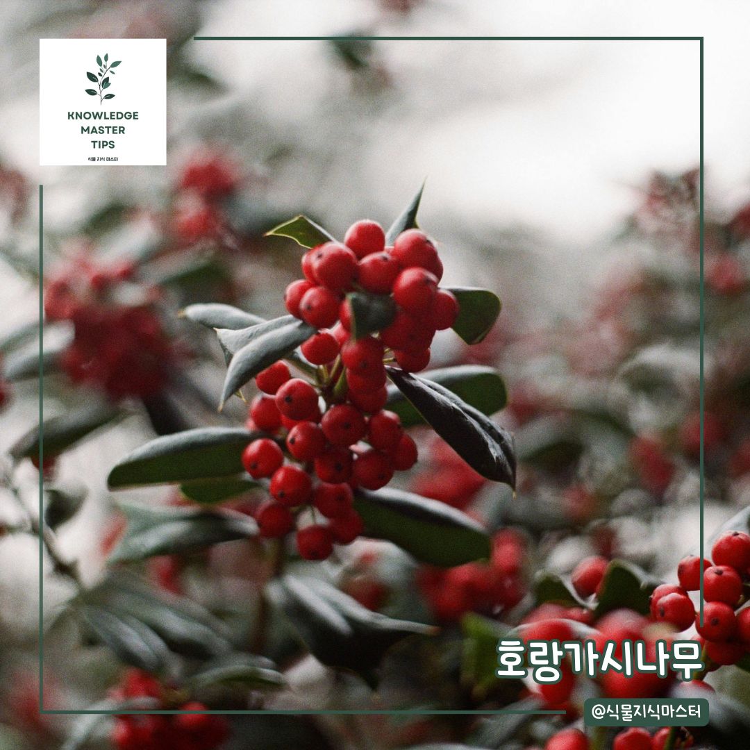 추위에 강한 식물, 호랑가시나무