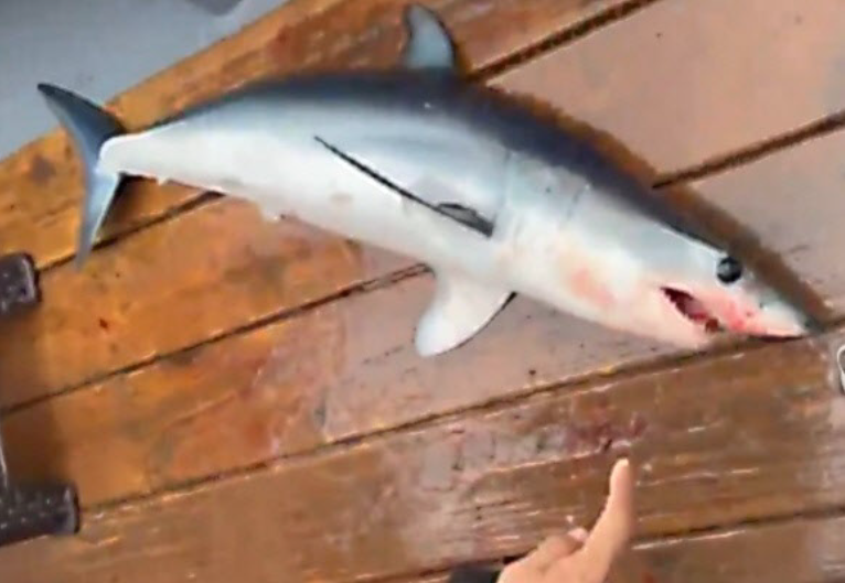 강원 고성 대진항 인근 해상에서 낚시에 걸린 상어 – 2025년 7월 17일 촬영