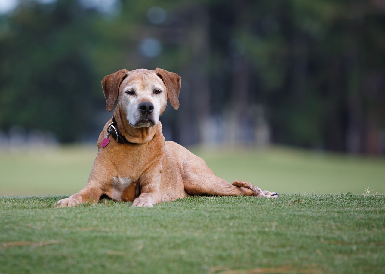 로디지안 리지백(Rhodesian Ridgeback)4