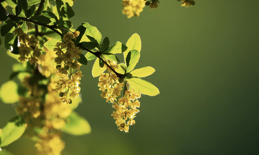 berberine