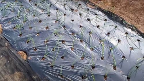 양파-재배법-모종심기-모종-심는방법-정식방법