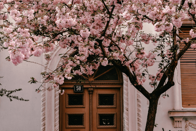 2024년 전국 벚꽃 개화시기 및 명소 추천