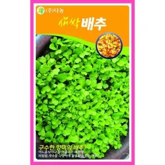 새싹무 재배 씨앗 소독 얇게 파종 통풍 관리_10