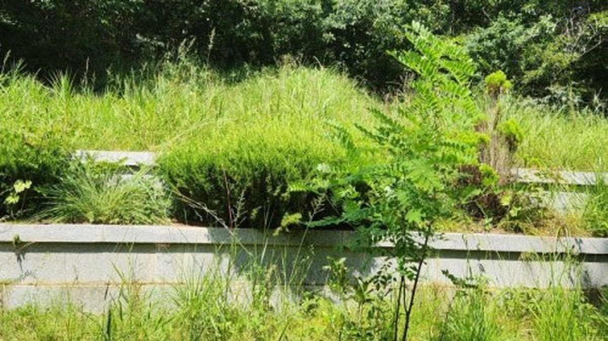 추석 벌초철 산소 주변에 무성하게 자란 풀