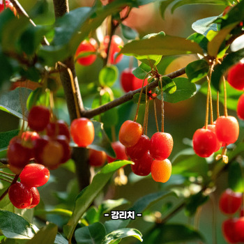 보리수 효능