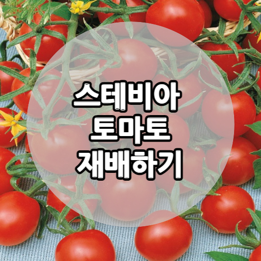 토마토 사진