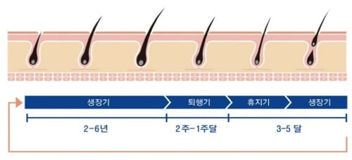 모발의성장주기