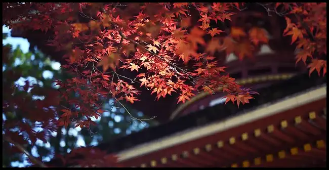 2024년 내장산 단풍절정시기