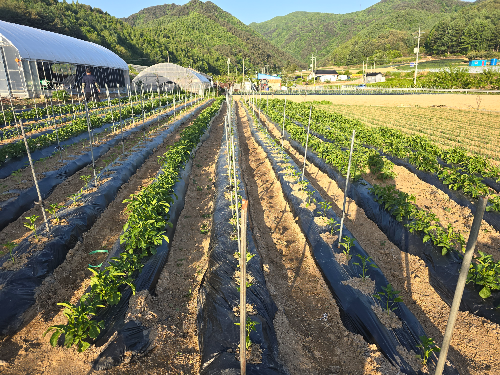 주말농장 텃밭