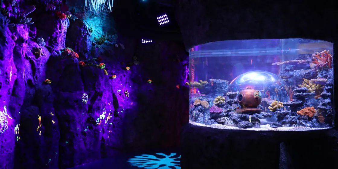 코엑스 아쿠아리움 도심 속 해양 생태 체험, 아이와 함께!