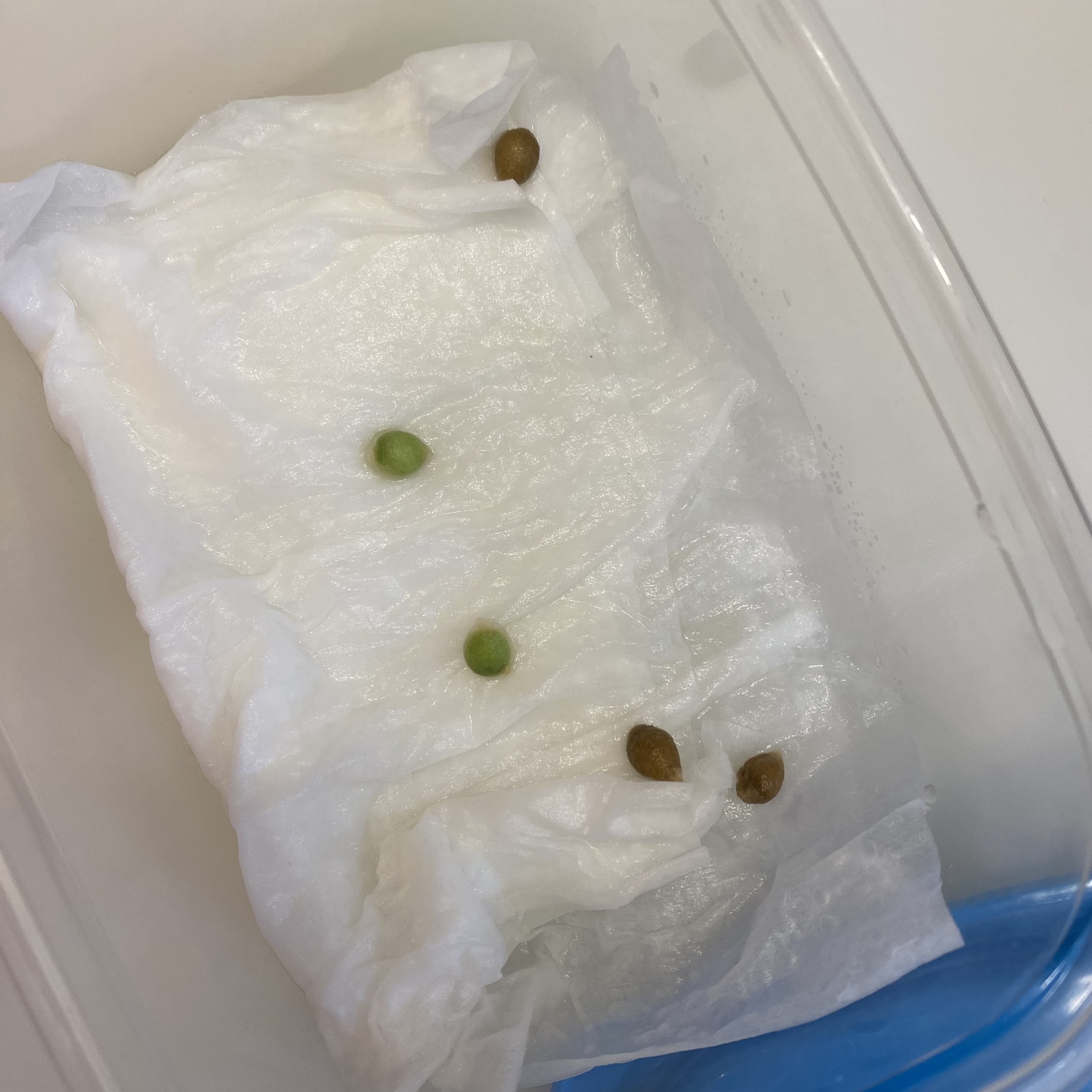 오렌지쟈스민 씨앗