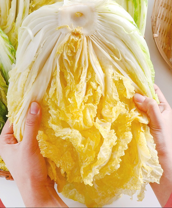 해남-절임배추-이미지