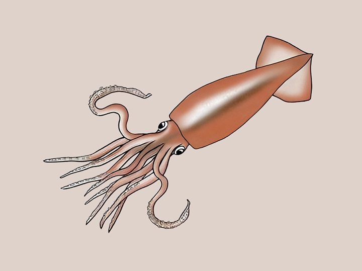 싱싱한-오징어