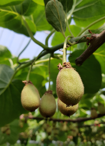 가온농장 레드키위