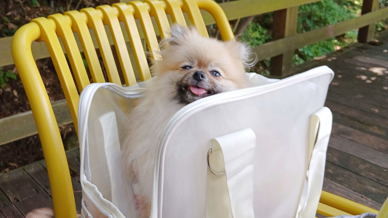 애견동반 카페에서 앉아 있는 강아지