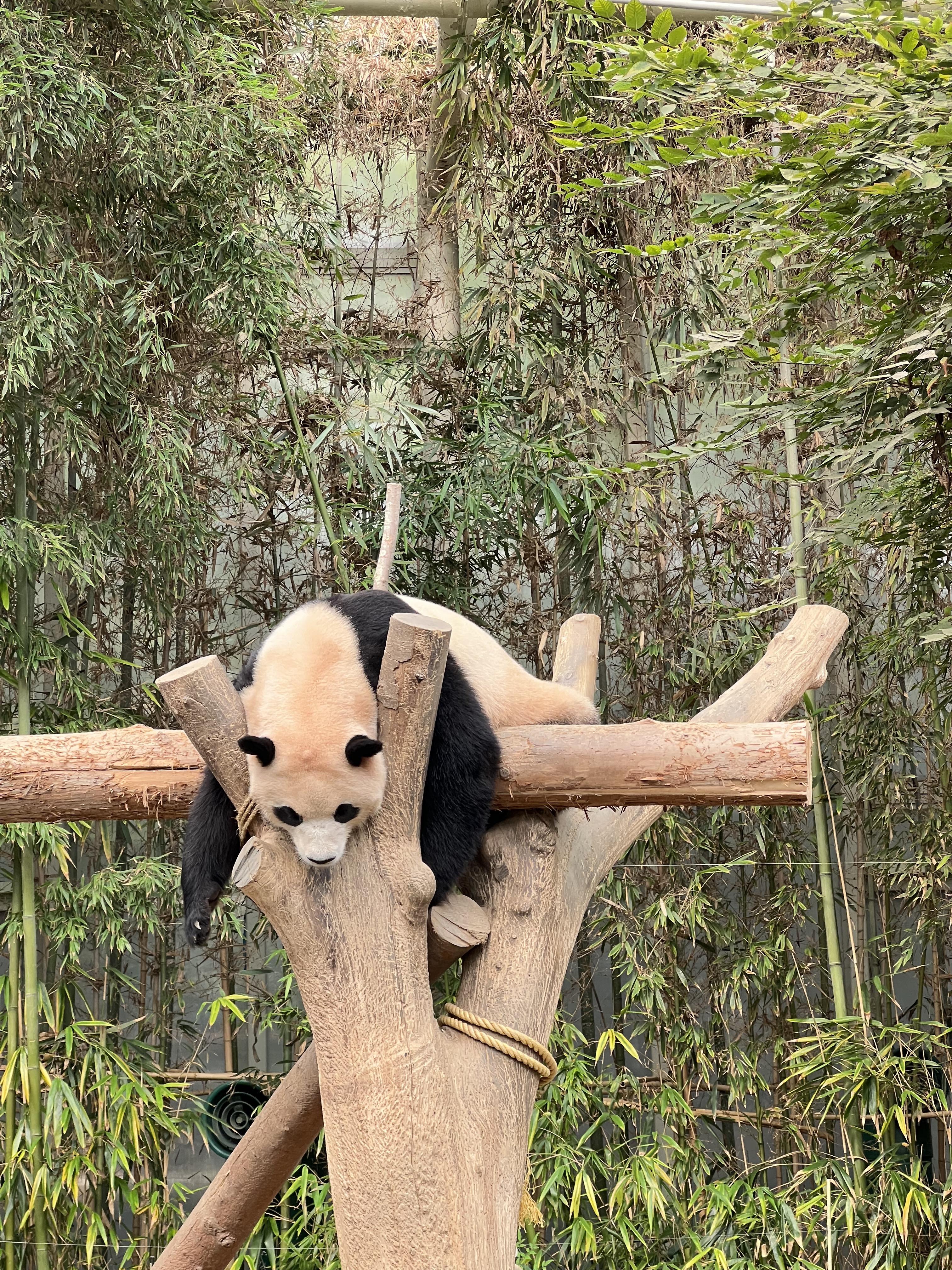 에버랜드 푸바오