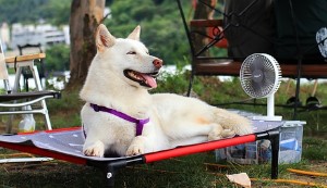 더위먹은 증상
