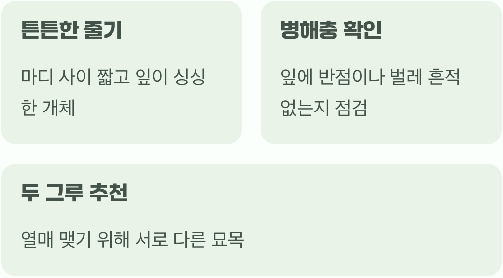 첫 만남, 건강한 어린 덩굴 고르기