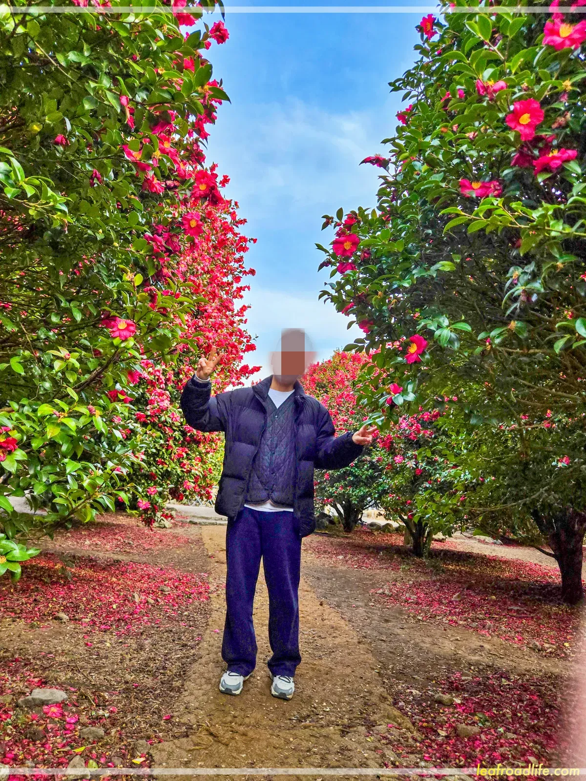 제주-동백포레스트-동백나무-사이에서-사진찍는-모습