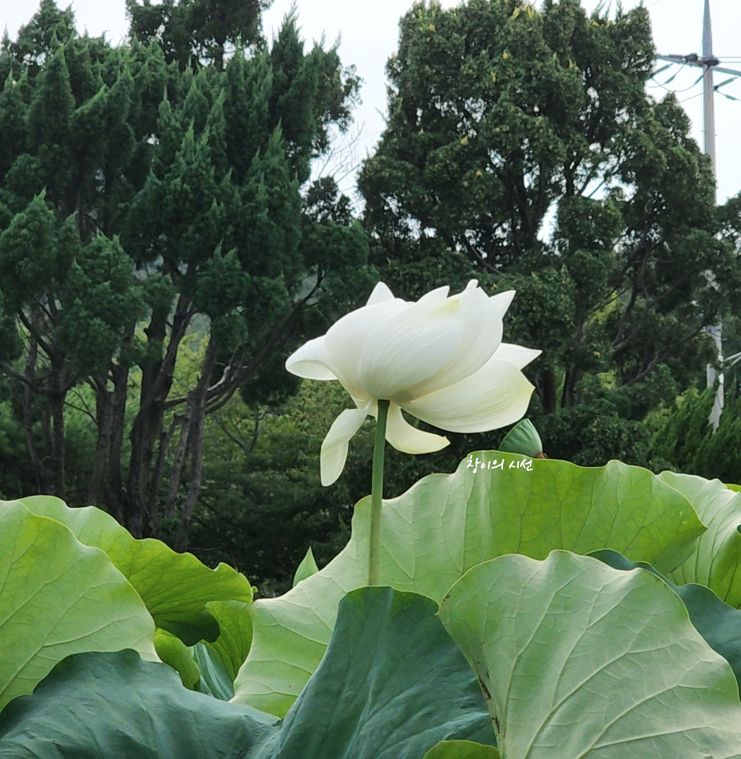 거제 연꽃 명소 마하재활병원앞